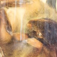 Creepoid, Wet [Record Store Day] (12")