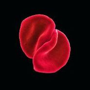 Peter Gabriel, Scratch My Back (CD)