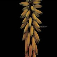 Eduardo De La Calle, Precursors EP (12")