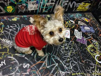 Amoeba Doggie Tee